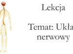 Klasa 4 - Układ nerwowy - prezentacja