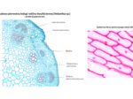 Tkanki roślinne KLASA 2 ROZSZERZENIE