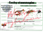 Cechy stawonogów