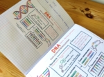 DNA – sketchnotka - wklejka | Biologia | klasa 8