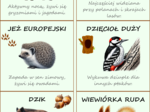 Zwierzęta naszych lasów. Plakat. Bingo