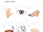Części ciała workbook + kurs fiszkowy