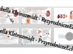 Zestaw sketchnotek i kart pracy + gratisowe linki do prezentacji multimedialnych niekomercyjnych wykonanych w genial.ly do indywidualnego pobrania i użycia do celów niekomercyjnych. Biologia 7, „Układ wydalniczy”