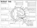 Klasa 7 - Budowa oka - sketchnotka