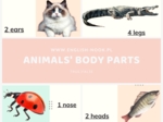 Angielski. Części ciała zwierząt