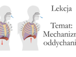 Klasa 7 - Mechanizm oddychania - prezentacja