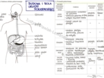 Budowa i rola układu pokarmowego (sketchnotka)