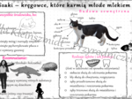 Sketchnotka/notatka do tematu „Ssaki – kręgowce, które karmią młode mlekiem” – wykonana w power point, ale tutaj w pdf