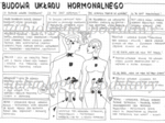 Klasa 7 - Budowa układu hormonalnego - sketchnotka
