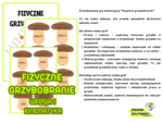 FIZYCZNE GRZYBOBRANIE WERSJA 1 KINEMATYKA