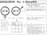Klasa 8 - Dziedziczenie płci u człowieka - KP