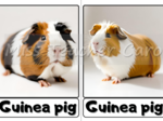 Flashcards - Animals - Pets
