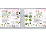 Sketchnotka i karta pracy „Rośliny i zwierzęta wokół nas” - w pdf. Przyroda klasa 4, dział III „Poznajemy świat organizmów”