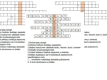 Logogryf na podsumowanie lekcji biologii w klasie 7 "Pokarm- budulec i źródło energii"