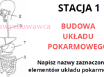 Układ pokarmowy