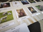 Zwierzęta - porównania - MDJO - bajki - karty montessori