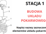 Układ pokarmowy