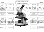 Klasa 5 - budowa mikroskopu - notatka z elementami angielskiego