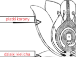 Budowa kwiatu - do uzupełnienia
