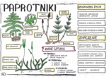 Paprotniki - klasa 5 - kolorowa sketchnotka