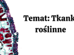 Tkanki roślinne KLASA 2 ROZSZERZENIE