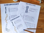 Chromosomy - sketchnotka - wklejka | Biologia | klasa 8
