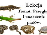 Klasa 6 - Gady przegląd i znaczenie - prezentacja