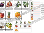 Zestaw kart obrazkowych: FRUIT SET 3