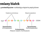 Układ pokarmowy 3 KLASA ROZSZERZONA BIOLOGIA