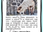 Zima - Wszystko o reniferach