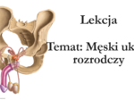 Męski układ rozrodczy - klasa 7 - prezentacja
