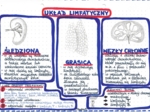 Układ limfatyczny - kolor - klasa 7