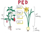 Klasa 5. Biologia. Pęd