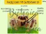 Pajęczaki to słodziaki :)