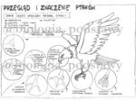 Klasa 6 - Ptaki - przegląd i znaczenie - sketchnotka