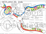 Klasa 8 - Replikacja DNA - sketchnotka