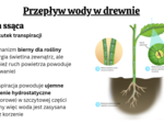 funkcjonowanie roślin KLASA 2 BIOLOGIA ROZSZERZONA