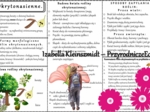 Sketchnotka/książeczka/notatka/wklejka/ściąga dla ucznia i przypomnienie dla nauczyciela/edukacja domowa. Temat „Okrytonasienne”. Materiał w pdf. Biologia 5, dział „Różnorodność roślin”. Nowość 2024/2025.