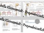 Minizestaw na temat „Szkielet kończyn” – sketchnotka + karta pracy w power point + gratisowy link do prezentacji multimedialnej niekomercyjnej wykonanej w genial.ly do indywidualnego pobrania i użycia do celów niekomercyjnych. Biologia 7, „Układ ruchu”