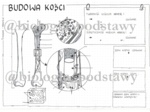 Klasa 7 - Budowa kości - sketchnotka