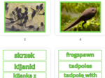 Frog life cycle- Cykl życia żaby