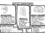 Układ limfatyczny - szarość - klasa 7
