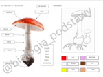 Klasa 5 - Budowa grzybów - notatka w języku angielskim