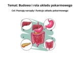 Prezentacja: Budowa i rola układu pokarmowego