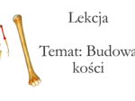 Klasa 7 - Budowa kości - prezentacja