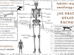 Sketchnotka „.Szkielet i mięśnie umożliwiają ruch” w power point do edycji, PRZYRODA do klasy 4 – dział IV „Odkrywamy tajemnice ciała człowieka”