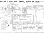 Klasa 7 - Budowa i działanie układu wydalniczego - sketchnotka
