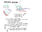Wymiana gazowa - notatka dla ucznia