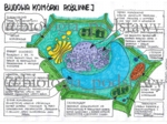Budowa komórki roślinnej - klasa 5 - sketchnotka