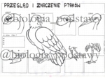 Ptaki - przegląd i znaczenie - klasa 6 - sketchnotka
